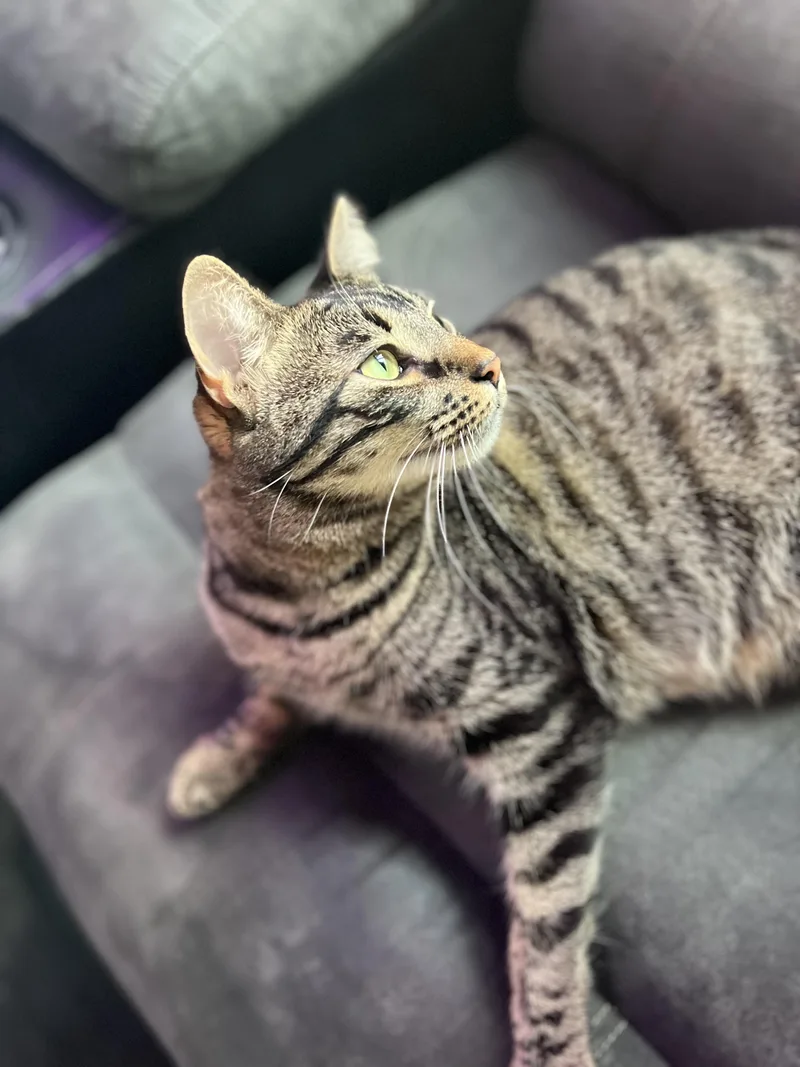 Leche & Hot Tea thumbnail 2