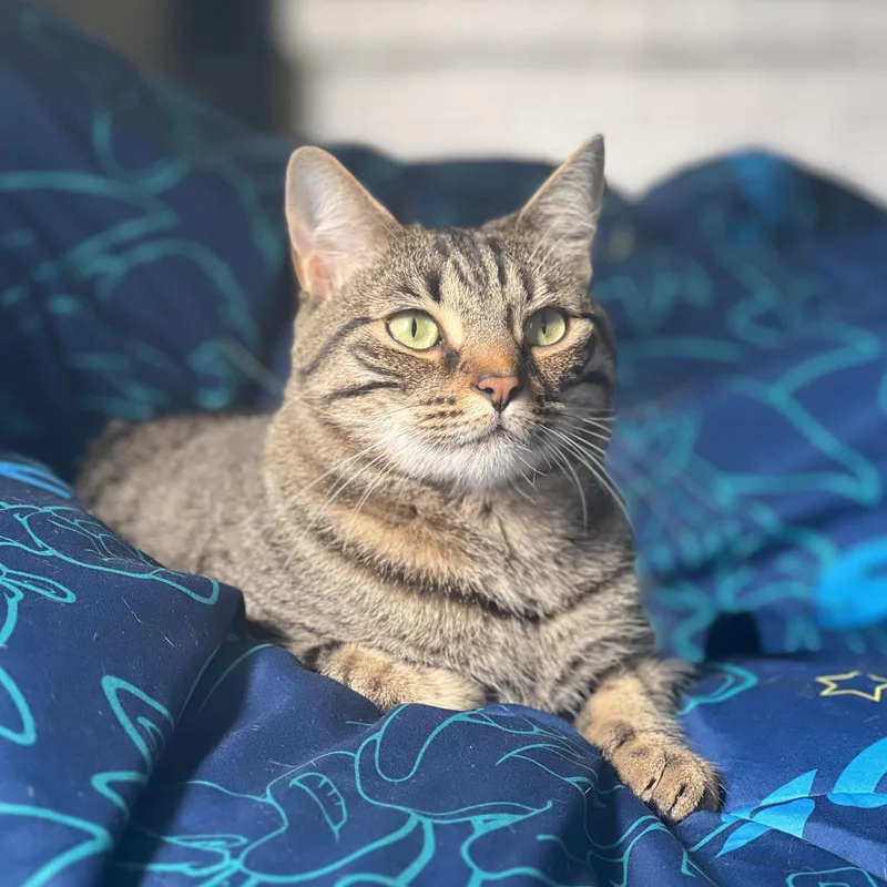 Leche & Hot Tea thumbnail 3