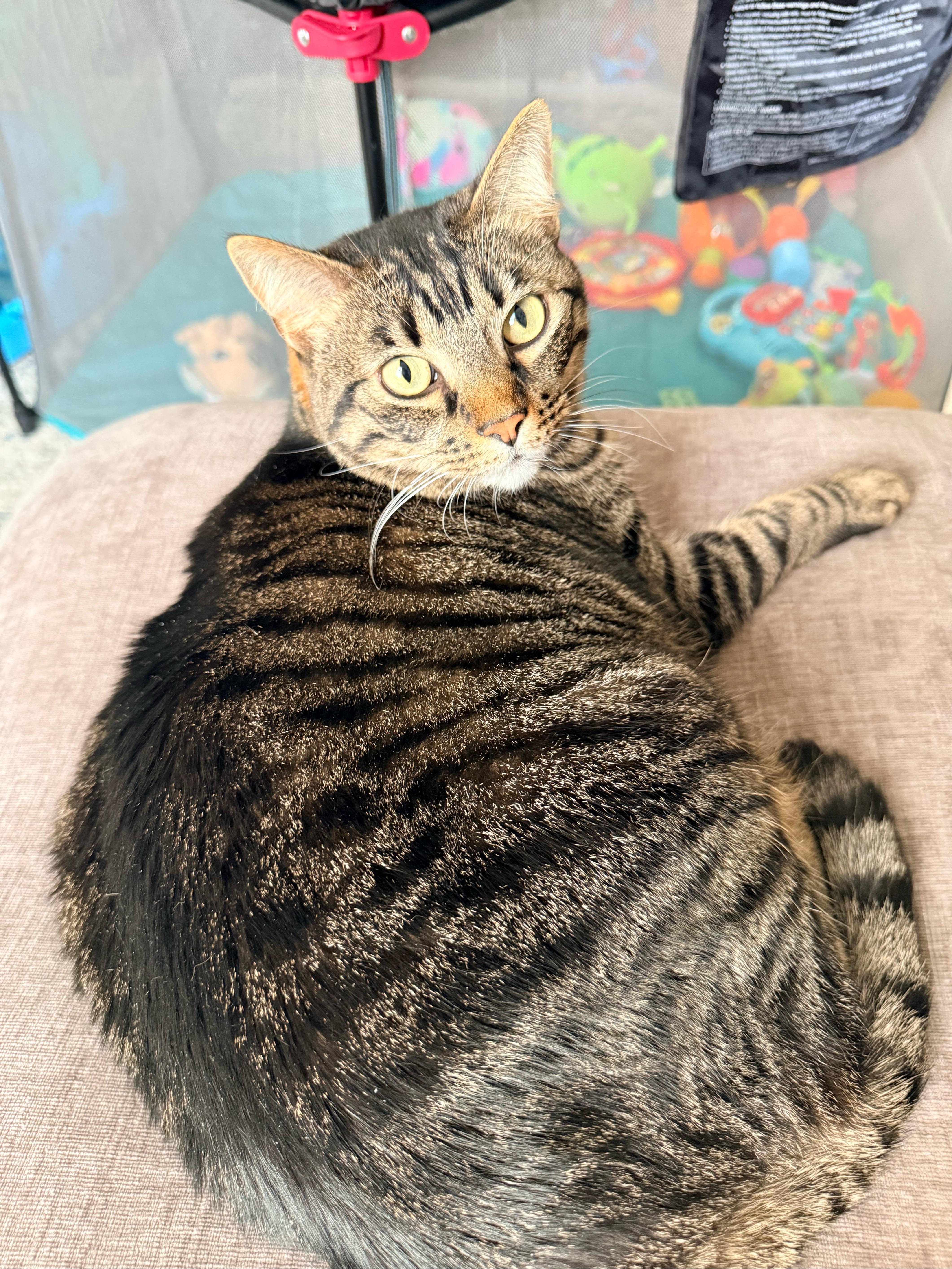 Leche & Hot Tea thumbnail 5