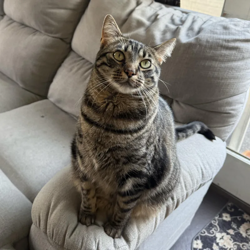 Leche & Hot Tea thumbnail 6