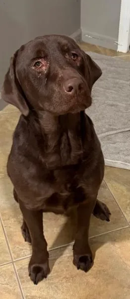 A young large-sized male Brown / Chocolate Labrador Retriever dog named Ringo for adoption in Harrison, NY
