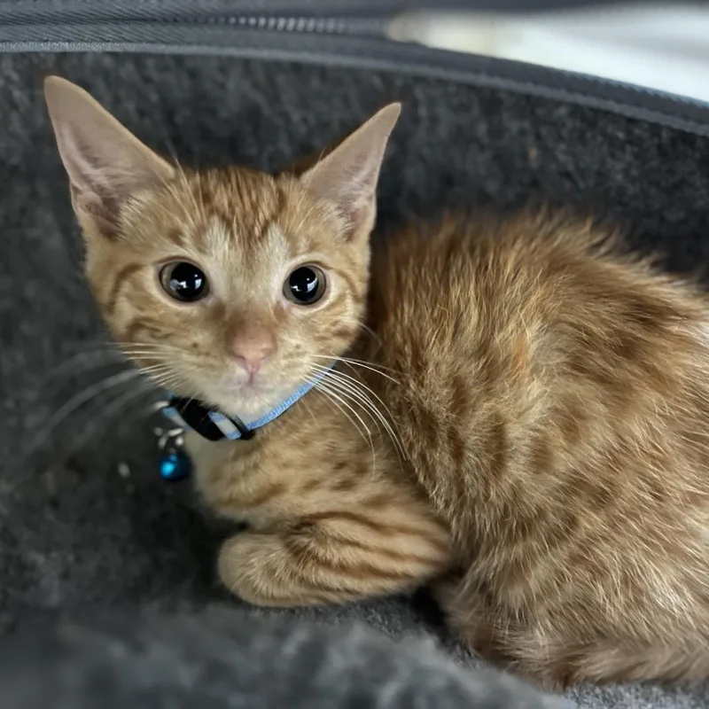 A baby small-sized male Orange / Red Domestic Short Hair cat named Rusty for adoption in Lauderhill, FL