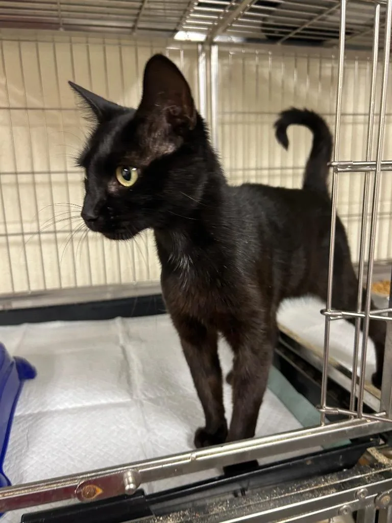 A baby small-sized female American Shorthair cat named Blakey for adoption in Glen Rose, TX