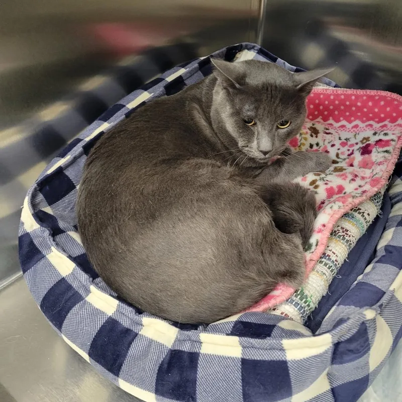 An adult large-sized male Gray / Blue / Silver Domestic Short Hair cat named WAGSStray for adoption in Westminster, CA