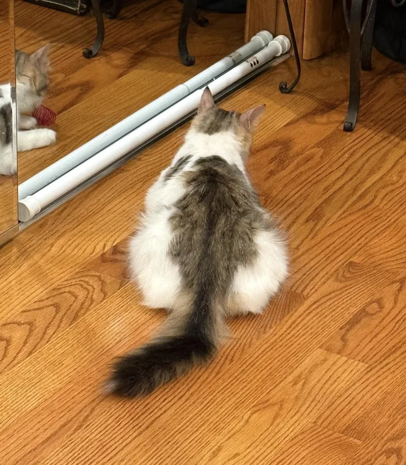 A young medium-sized female Tabby (Tiger Striped) Domestic Long Hair cat named Lorelai for adoption in Staten Island, NY