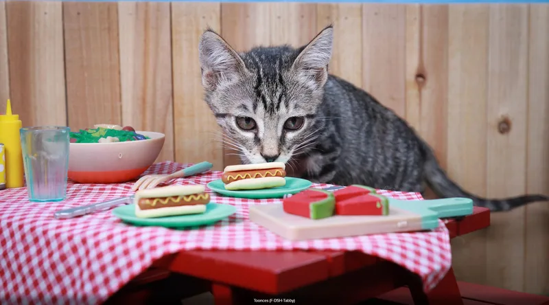 A baby medium-sized female Tabby (Gray / Blue / Silver) Domestic Short Hair cat named Toonces for adoption in Parker, TX