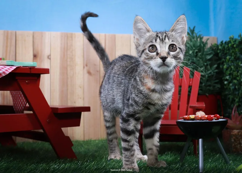 Toonces thumbnail 2