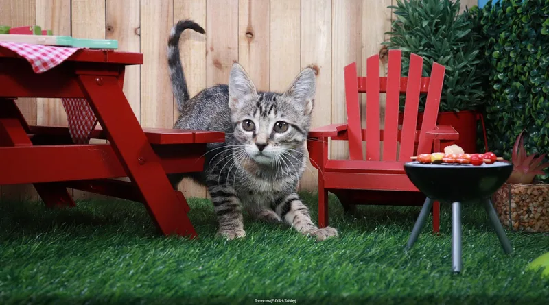 Toonces thumbnail 3