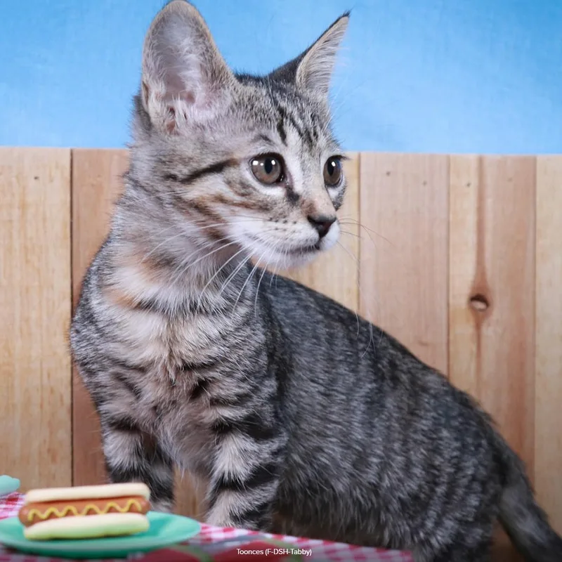 Toonces thumbnail 4