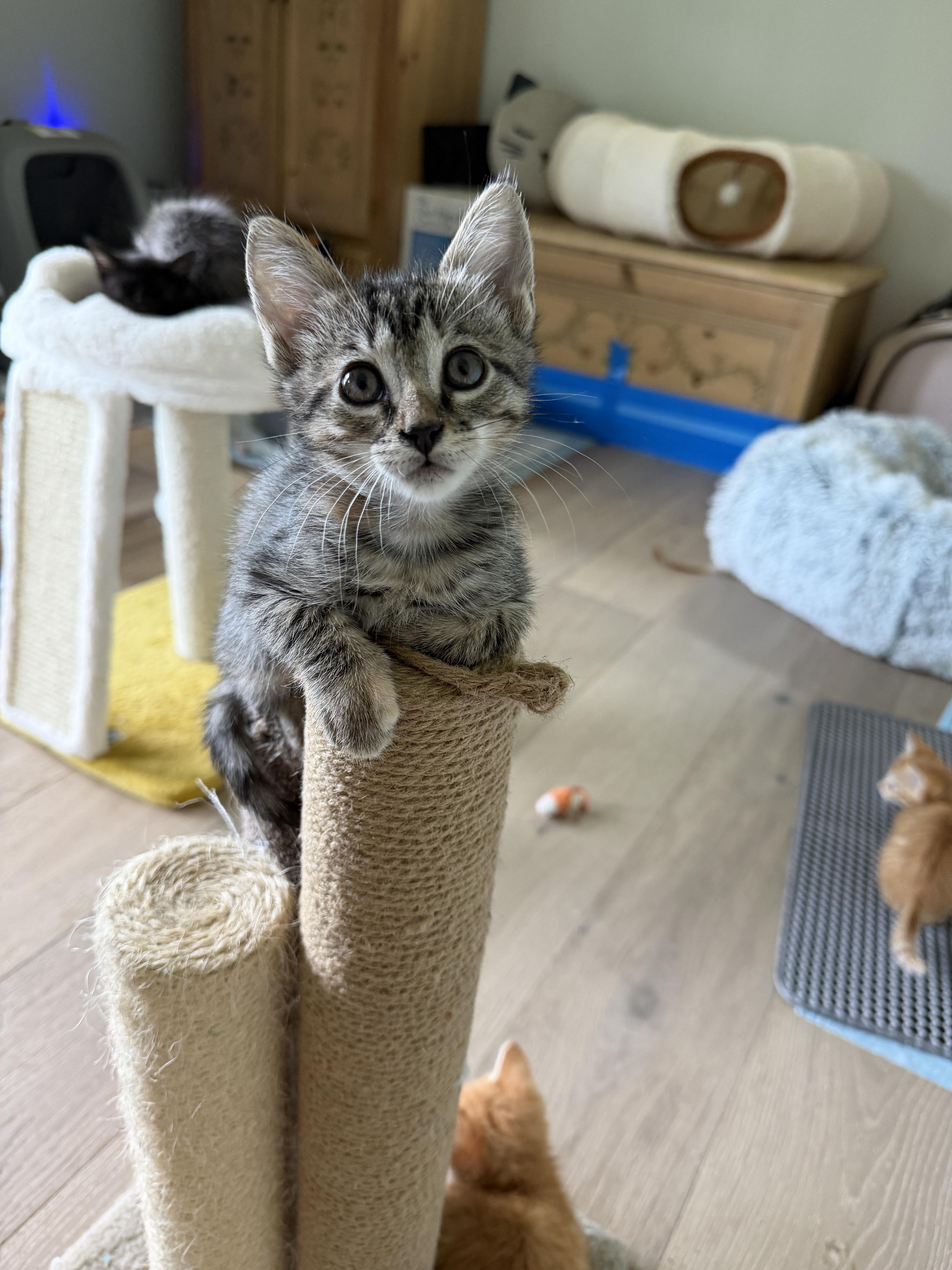 Toonces thumbnail 5