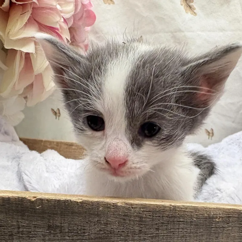 A baby small-sized female Gray / Blue / Silver American Shorthair cat named Squirt for adoption in Newberg, OR
