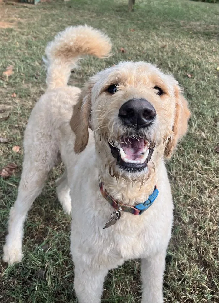 An adult large-sized male Brown / Chocolate Goldendoodle dog named Zeke for adoption in Acworth, GA
