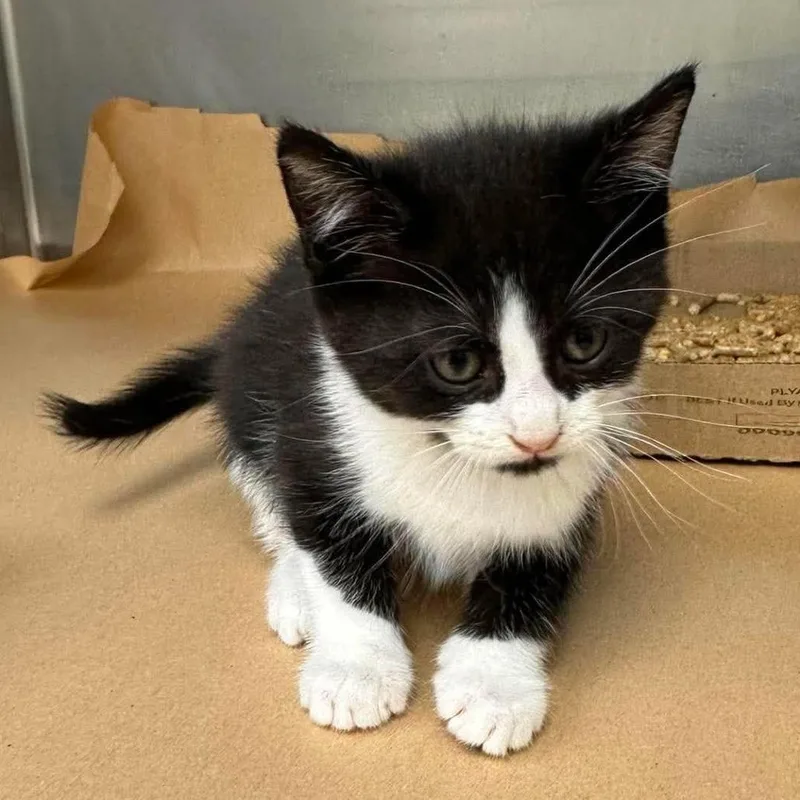 A baby small-sized female Black Domestic Short Hair cat named Cheryl for adoption in Bastrop, TX