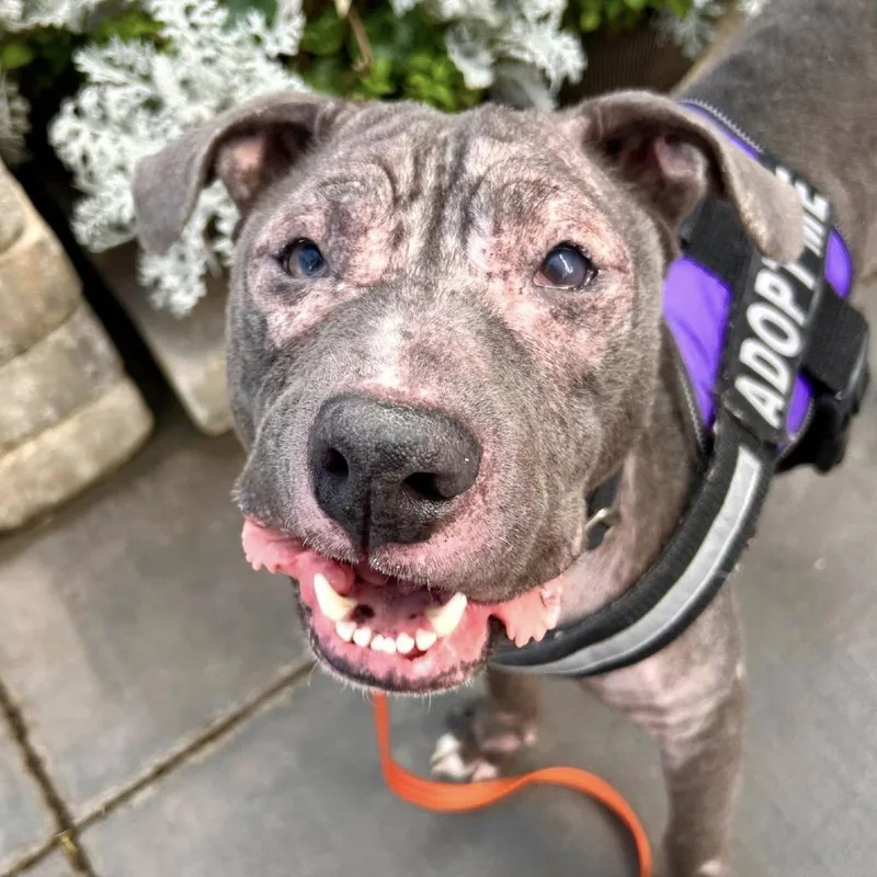 A young medium-sized female Gray / Blue / Silver Pit Bull Terrier dog named Cynthia for adoption in Las Vegas, NV