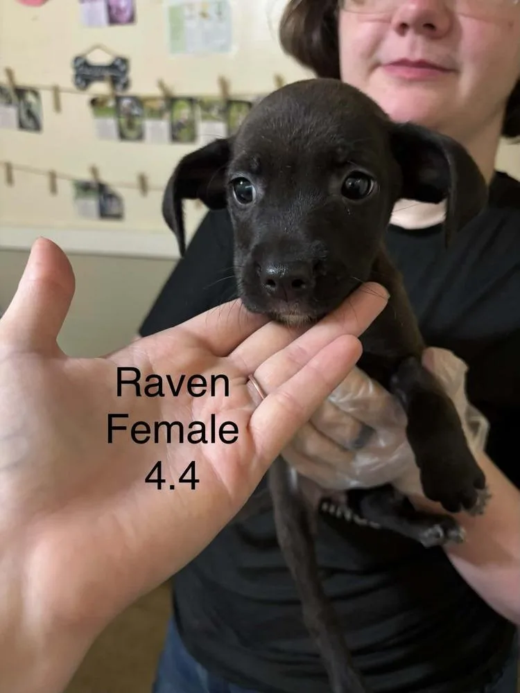 A baby medium-sized female Boxer dog named Johnson Rs : Raven for adoption in Aurora, IN