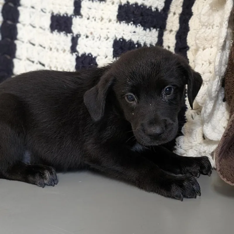A baby small-sized male Black Catahoula Leopard Dog dog named Puppy Abilene for adoption in Buchanan Dam, TX