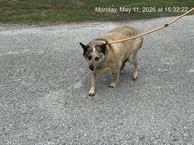 An adult small-sized male Australian Cattle Dog / Blue Heeler dog named Badger for adoption in Ocala, FL