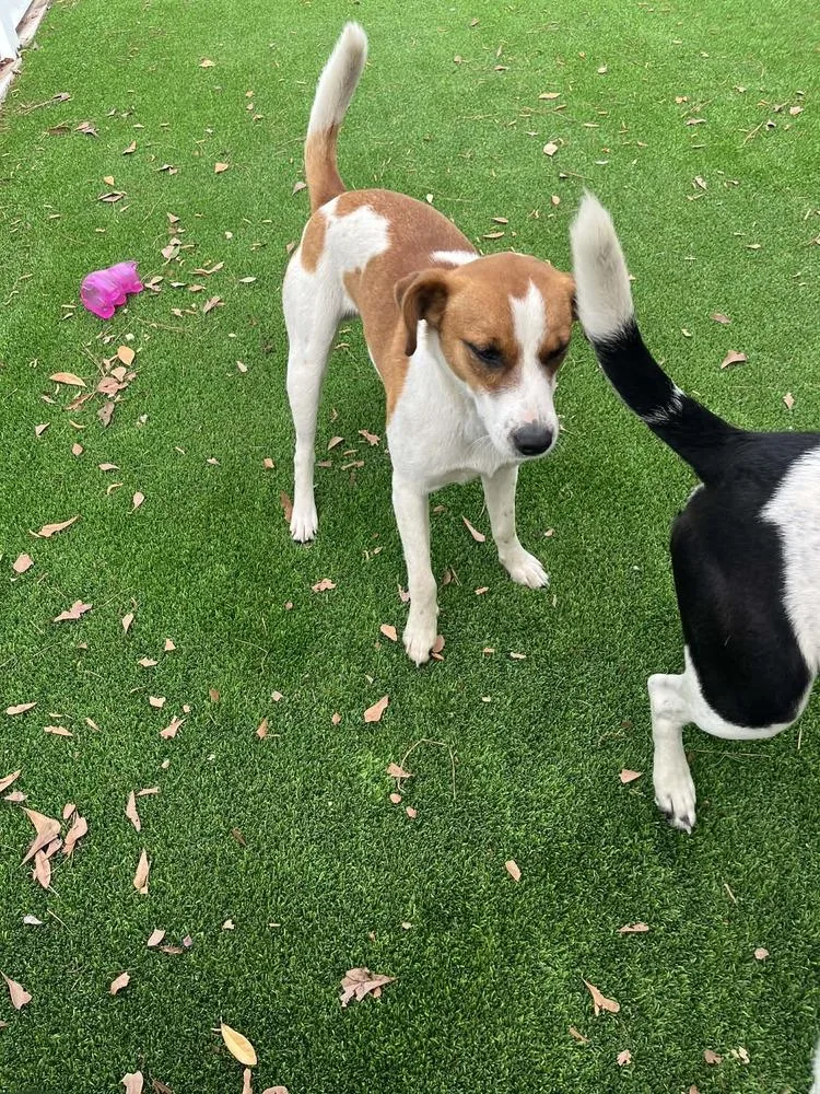 A young medium-sized male Tricolor (Brown, Black, & White) Hound dog named Mason for adoption in Elmsford, NY