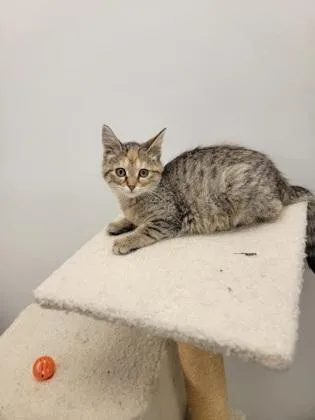 A baby small-sized female Domestic Short Hair cat named Ruthie for adoption in Fergus Falls, MN