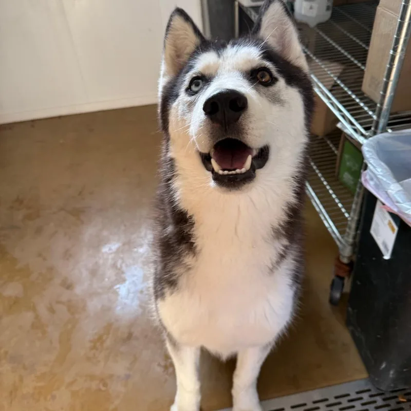 An adult medium-sized male Black Husky dog named Simon for adoption in Eufaula, OK