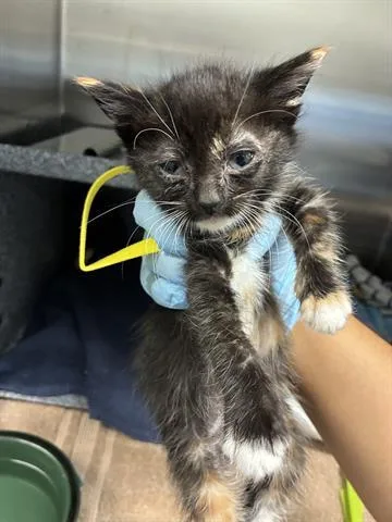 A baby small-sized female Domestic Short Hair cat named Ada for adoption in San Martin, CA