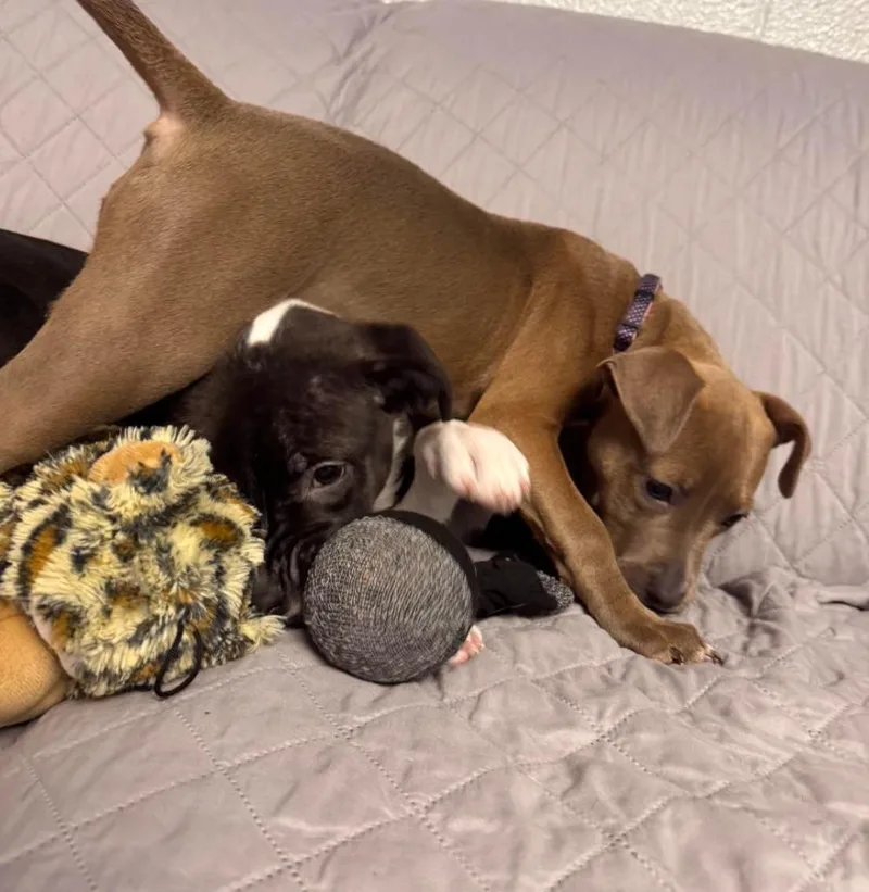 A baby small-sized female American Bulldog dog named Kahleesi for adoption in Muskegon, MI