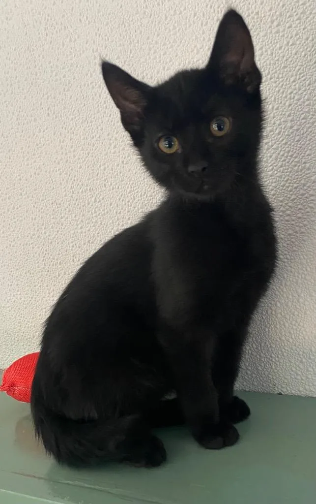 A baby large-sized male Domestic Short Hair cat named Marmot for adoption in Lockhart, TX