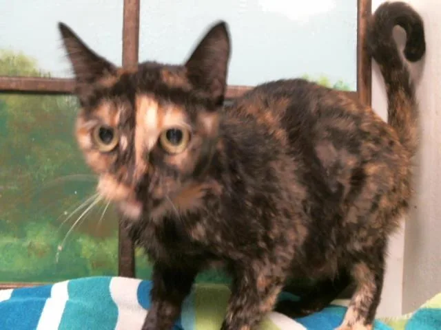 A young medium-sized female Domestic Short Hair cat named Kali for adoption in Houston, TX