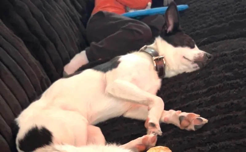 Bruno thumbnail 2