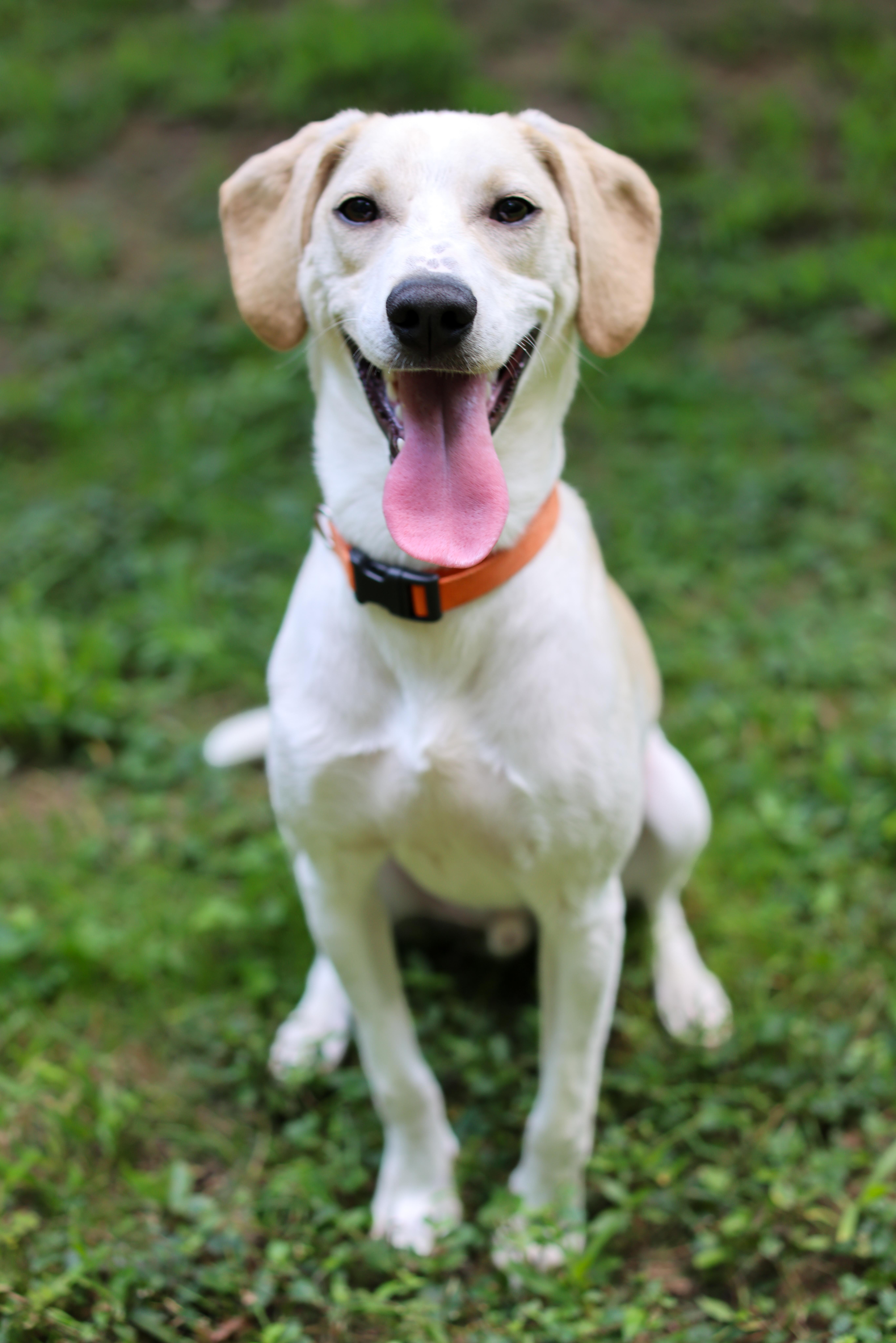 A young medium-sized male Terrier dog named Sasso for adoption in Cornelius, NC