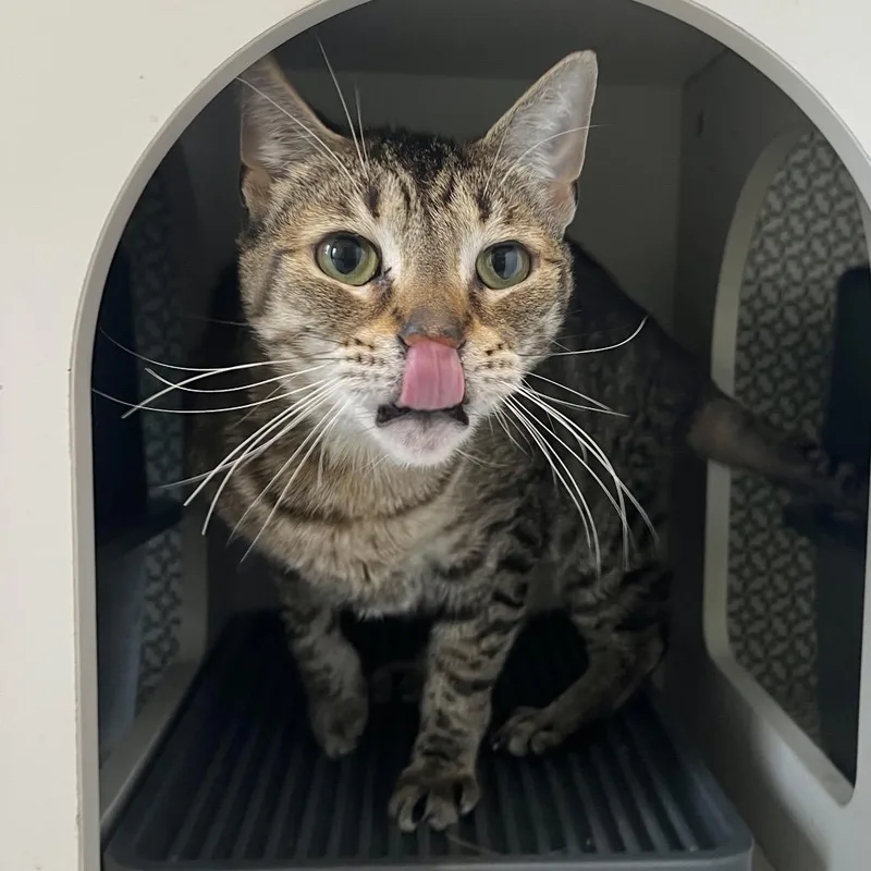 An adult large-sized female Brown / Chocolate Domestic Short Hair cat named Beepers for adoption in Englewood, FL