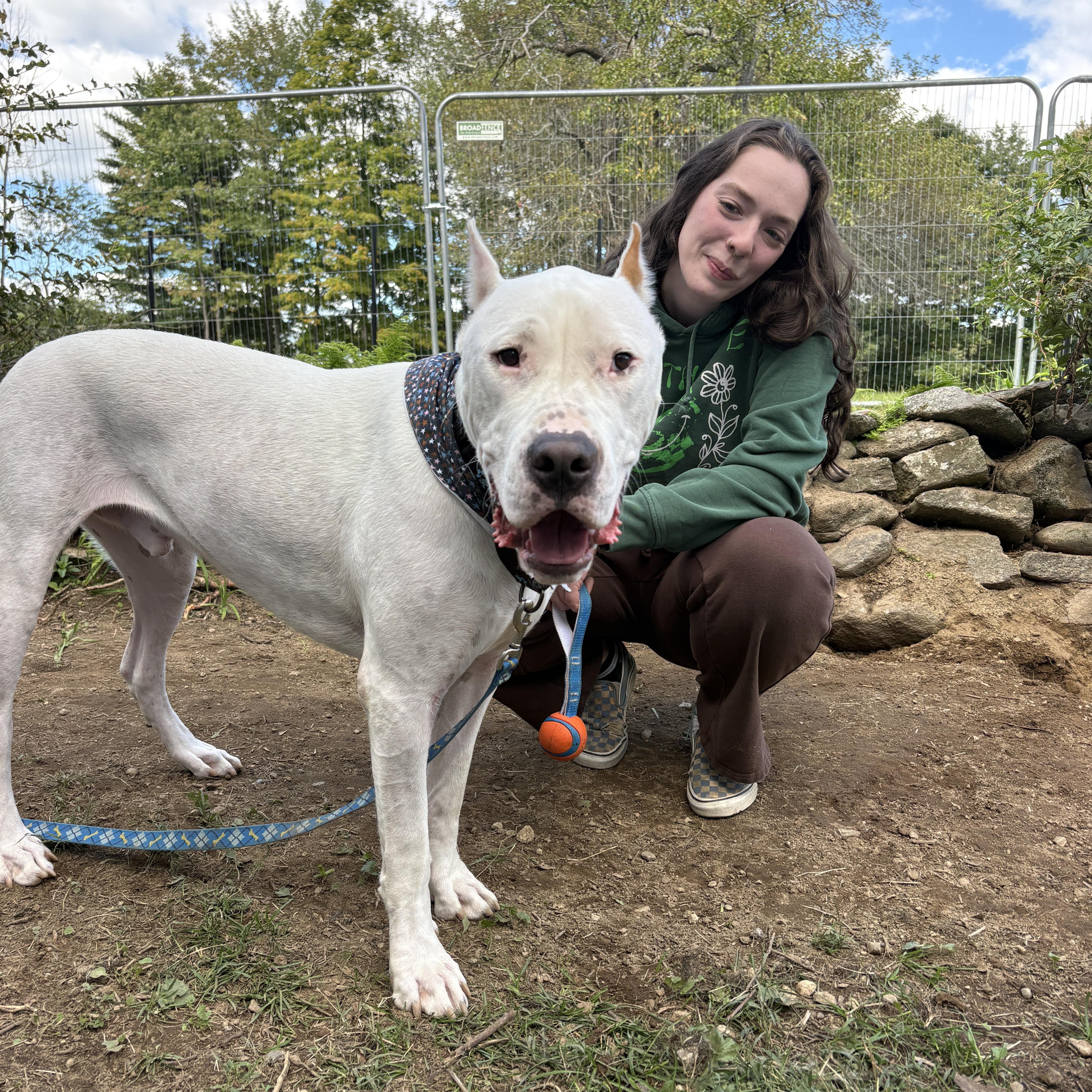 A young extra large-sized male Dogo Argentino dog named Anton for adoption in New Boston, NH