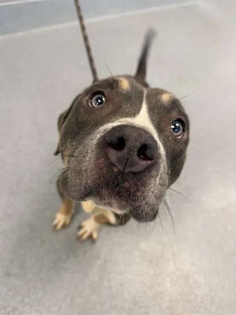 An adult medium-sized male Pit Bull Terrier dog named Cody for adoption in Indianapolis, IN