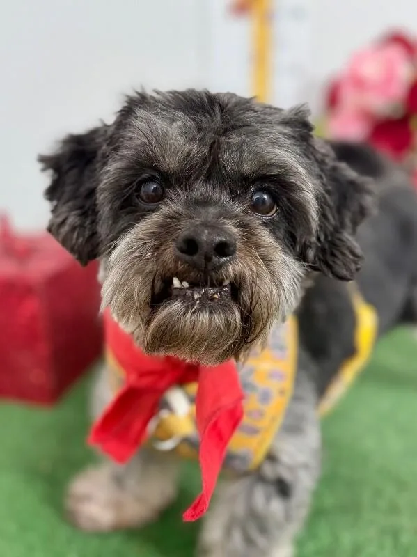 An adult small-sized male Black Havanese dog named Diego for adoption in Carlsbad, CA