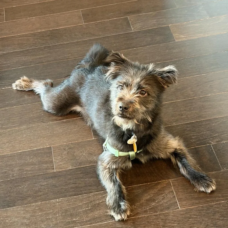 Jack Jack thumbnail 2