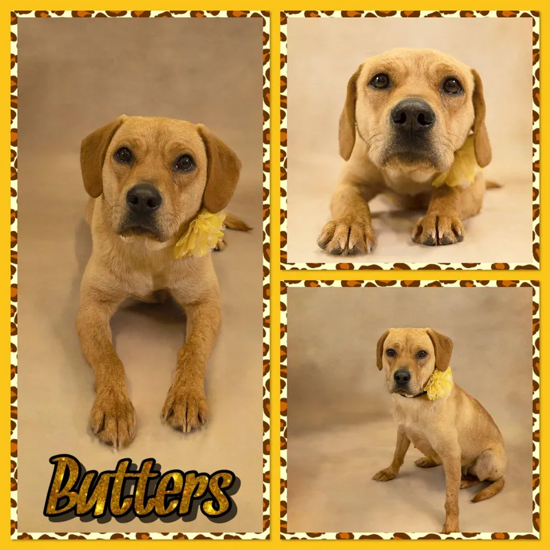 An adult medium-sized female Yellow / Tan / Blond / Fawn Beagle dog named Butters for adoption in Seagoville, TX