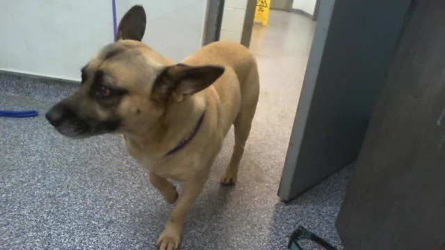 An adult medium-sized male Mixed Breed dog named Brett for adoption in Charlotte, NC