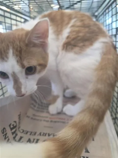 A young small-sized male Domestic Short Hair cat named Gatlin for adoption in San Antonio, TX