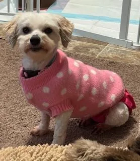 An adult small-sized female Havanese dog named Shelby In Davison for adoption in Livonia, MI