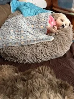 Shelby In Davison  thumbnail 2