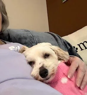 Shelby In Davison  thumbnail 3