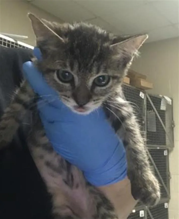 A baby small-sized female Domestic Short Hair cat named A for adoption in Conroe, TX