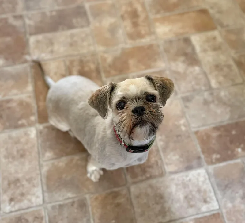An adult small-sized female Brown / Chocolate Shih Tzu dog named Pascha for adoption in Manchester, MD