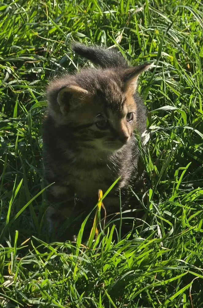 A baby small-sized male Domestic Short Hair cat named October for adoption in Shawnee, OK