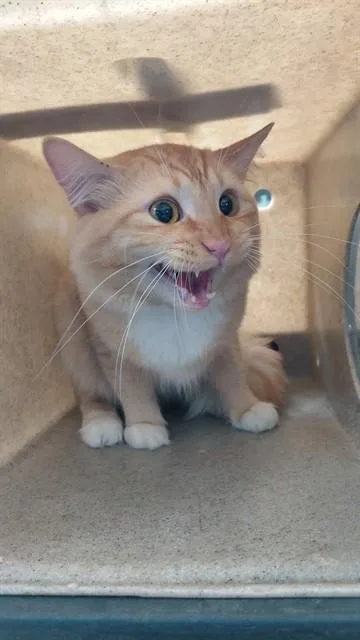 A young medium-sized male Domestic Short Hair cat named Butter for adoption in Baldwin Park, CA