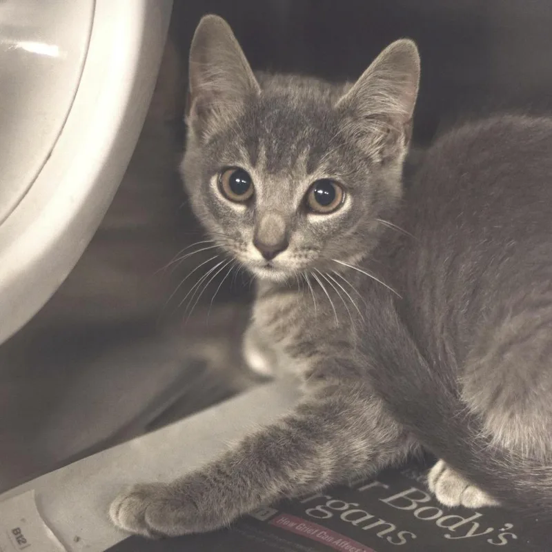 A baby small-sized female Gray / Blue / Silver Domestic Short Hair cat named Corndog for adoption in Belleville, IL