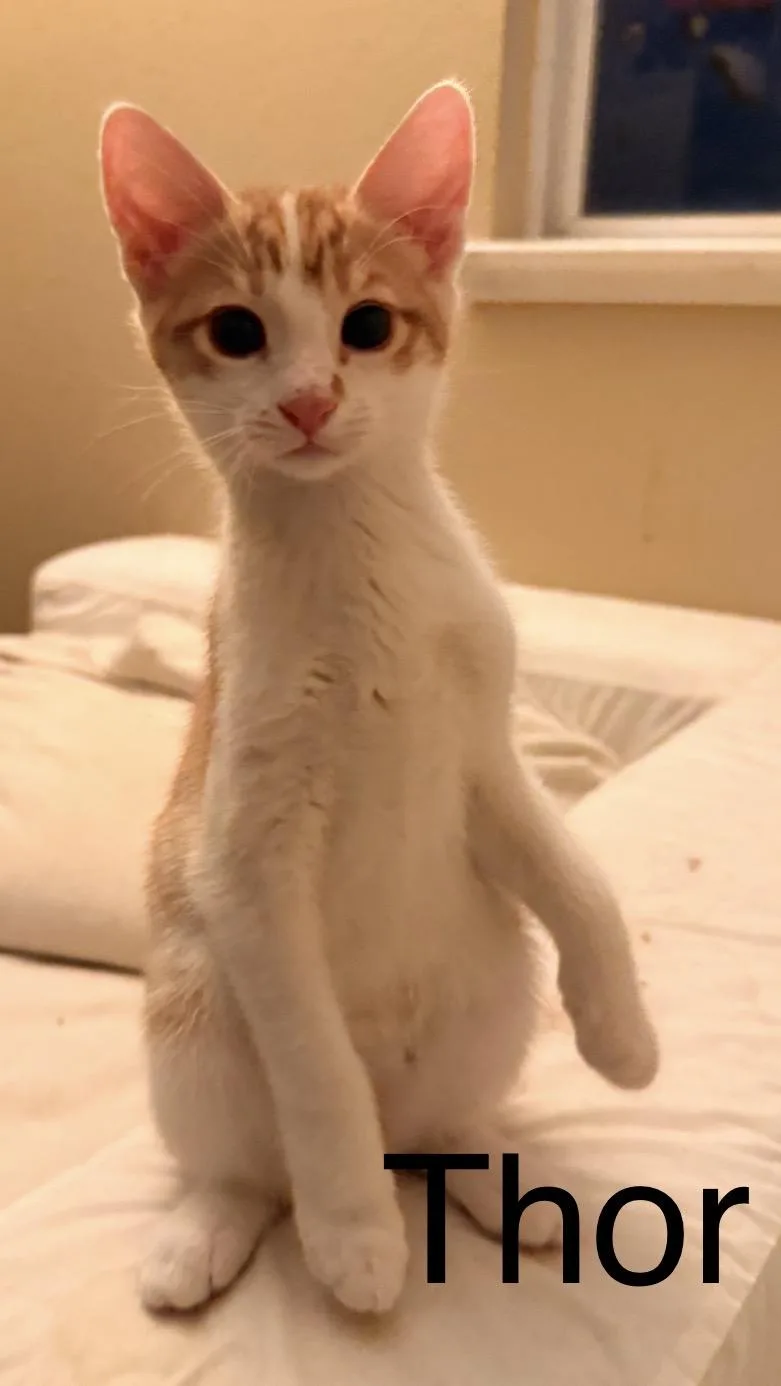 A baby medium-sized male Tabby (Orange / Red) Tabby cat named Thor for adoption in Oakley, CA