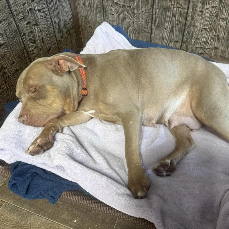An adult large-sized female Pit Bull Terrier dog named Nyla for adoption in Groveland, MA