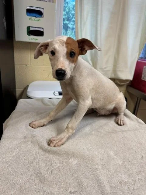 A baby large-sized male Labrador Retriever dog named Maxi for adoption in Cookeville, TN