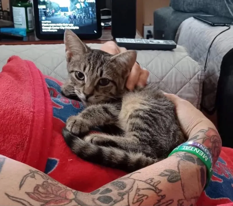 A young medium-sized female Tabby cat named Munchkin for adoption in Lansdowne, PA